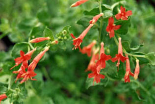 Epilobium canum ssp garrettii